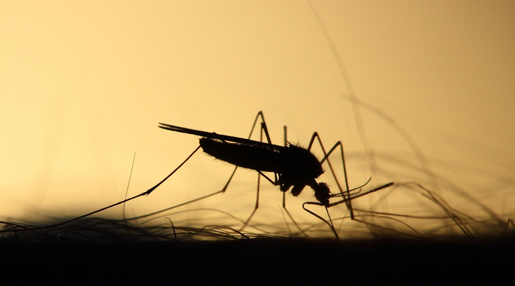 Genetikailag módosított szúnyogokat engednek el Zágrábban / Illusztráció: Northfoto