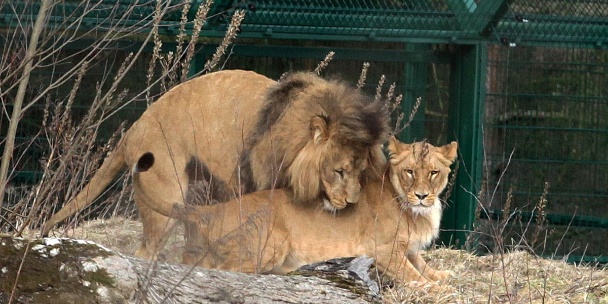 lwy gdansk zoo