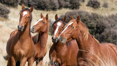 Australia: władze chcą zastrzelić tysiące dzikich koni, ze śmigłowców
