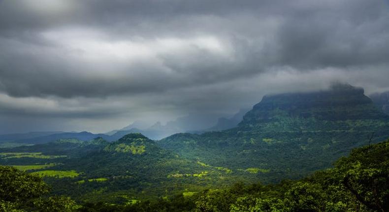 A forest in Maharashtra.anand purohit/Getty Images