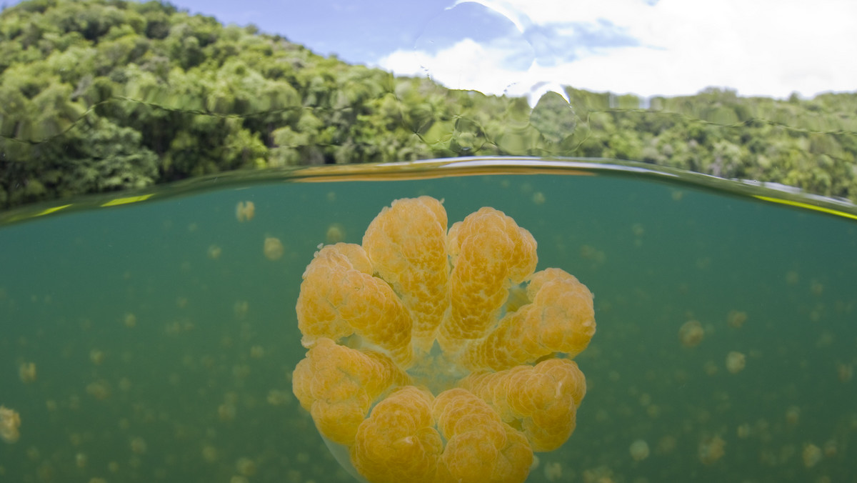 Jellyfish Lake - jezioro meduz w Palau