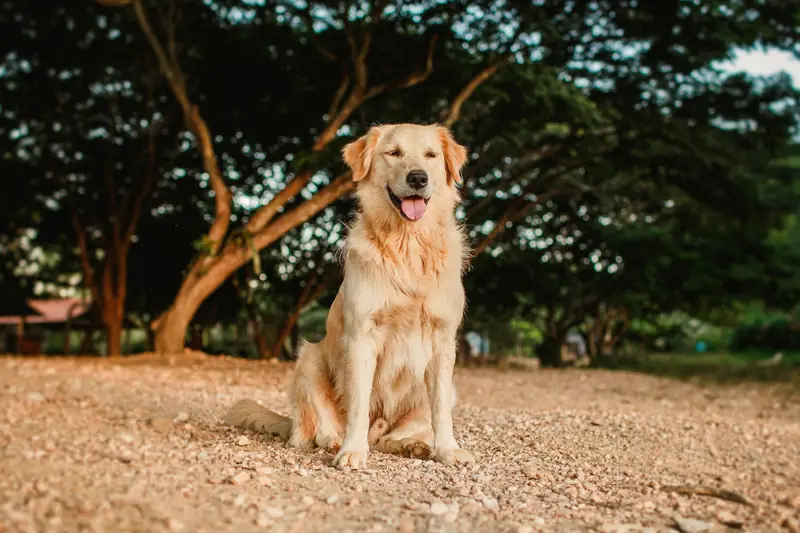 Golden Retriever / Helena Lopes Unsplash