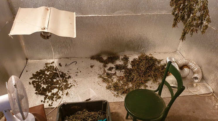 2 kiló leszüretelt és 174 tő marihuánát foglalt le a rendőrség Fotó: Police.hu