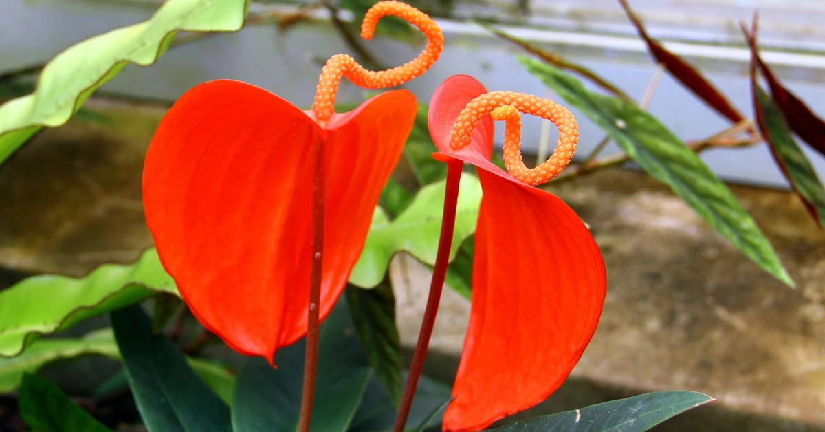 Kolory kwiatów anturium. Jakie kolory może mieć anturium? Zobacz w naszej galerii