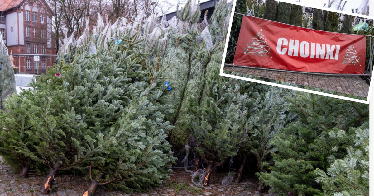Żywa choinka za kilka dyszek? Jedna usługa robi furorę
