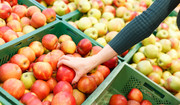 Dieta jabłkowa - na czym polega? Zasady, jadłospis, przeciwwskazania i efekty 