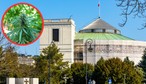 Legalizacja marihuany w Polsce: 15 g suszu i jedna roślina. Sejm zdecyduje