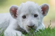 Four-week-old female white lion cub