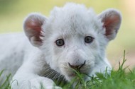 Four-week-old female white lion cub