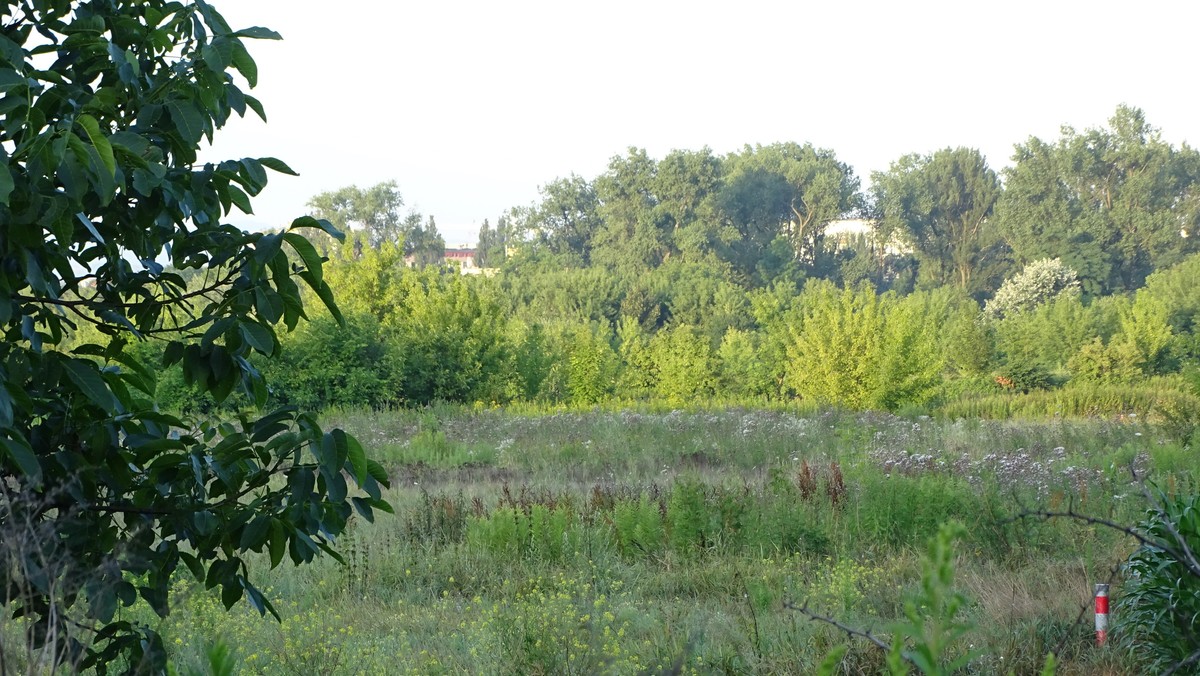 Prywatny inwestor posadził rabarbar na ziemiach należących do Politechniki Krakowskiej. Dzięki temu przejął od uczelni za darmo 3,5 hektara atrakcyjnych gruntów w Czyżynach. Ich szacunkowa wartość wyceniana jest nawet na kilka milionów złotych. Przejęty teren to łakomy kąsek dla deweloperów. Znajduje się w dobrej lokalizacji, przed zabudową nie chroni go plan zagospodarowania przestrzennego, a urzędnicy na razie nie zamierzają go tworzyć.