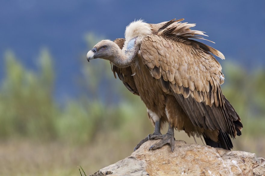 Sęp płowy (Gyps fulvus)