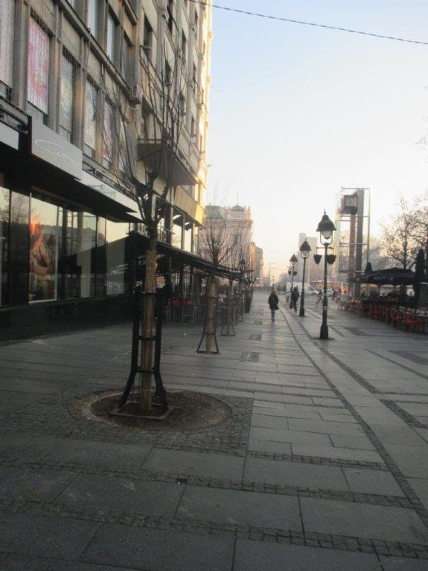 Tek zasađeno drveće