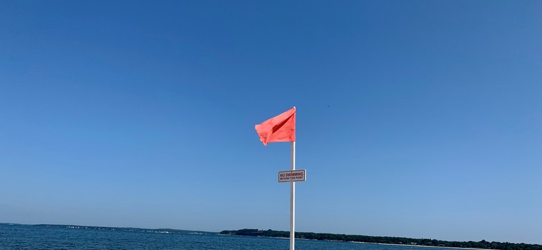 Groza u wybrzeży Long Island. "Obecność rekinów może stać się codziennością"