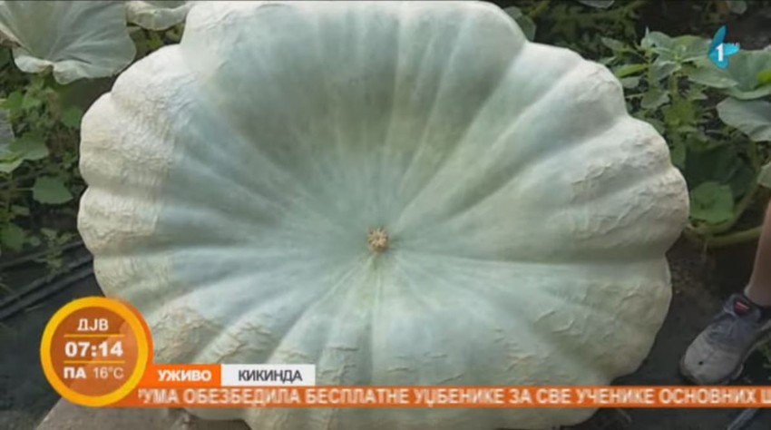 Bundeva za ovogodišnju pobedu, Goran Lazić