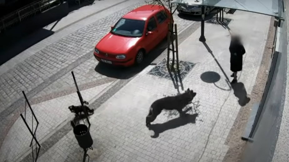 Moment pierwszego ataku psa na przechodnia (screen z nagrania policji)