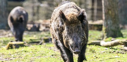 Dzik maskotką Białołęki?