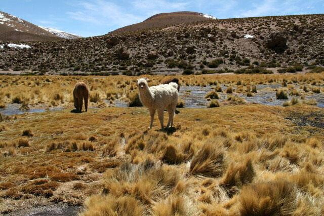 Galeria Chile - Atacama, obrazek 56