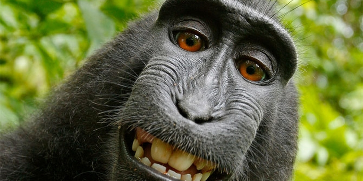 małpie selfie