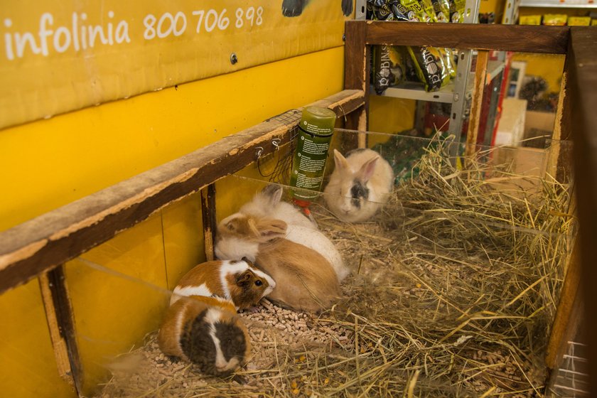 Wyjeżdżasz na wakacje? Ona zajmie się Twoim pupilem za darmo!