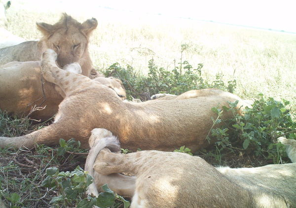 Tanzania - Park Narodowy Serengeti - bezkrwawe pułapki