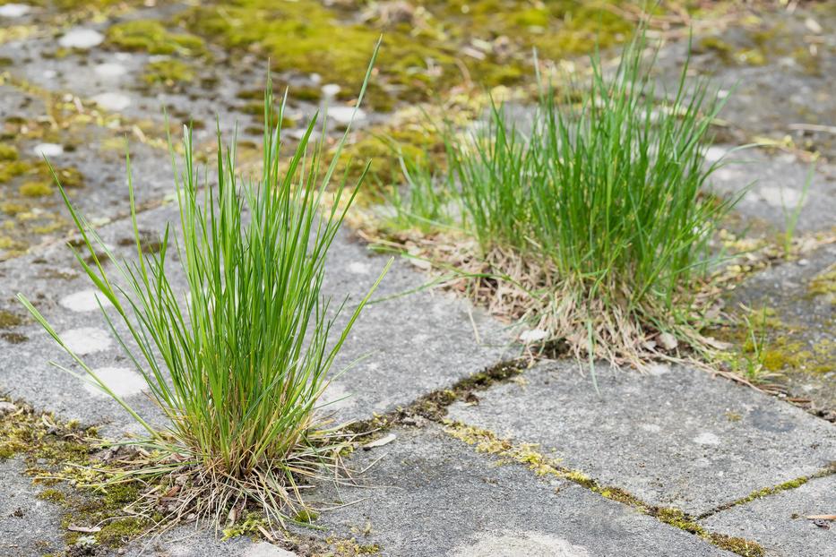 Így szabadulhatsz meg könnyen a gaztól Fotó: iStock