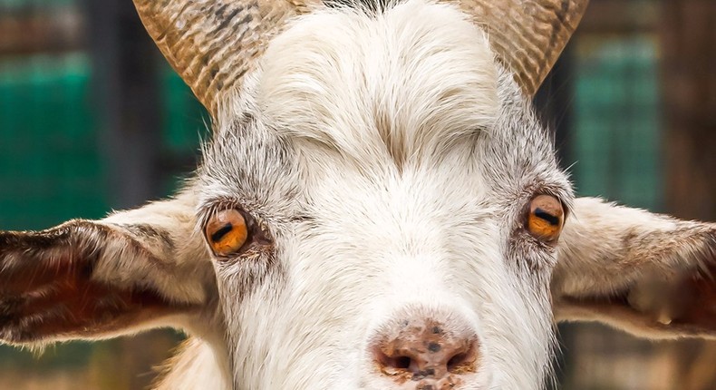 The teenager has reportedly had sex with a goat on two occasions.