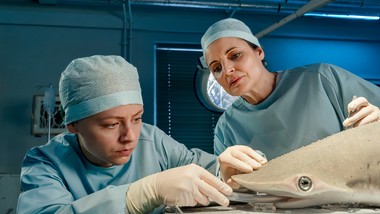 zwierzyniec doktor mertens serial nowe odcinki kiedy gdzie oglądać