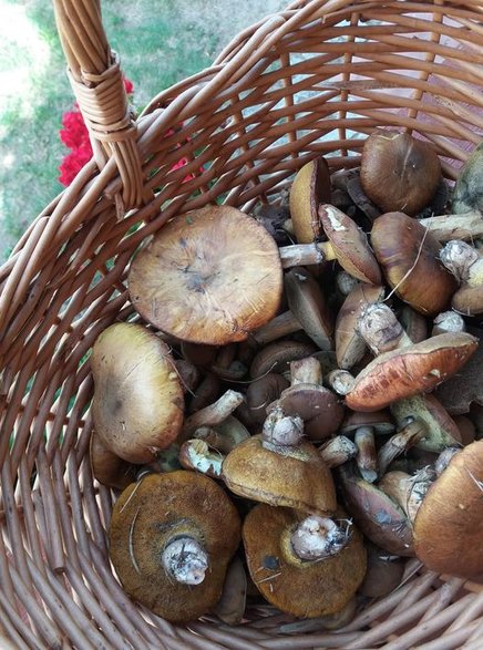 Zbieranie grzybów to świetna metoda na odstresowanie się i relaks