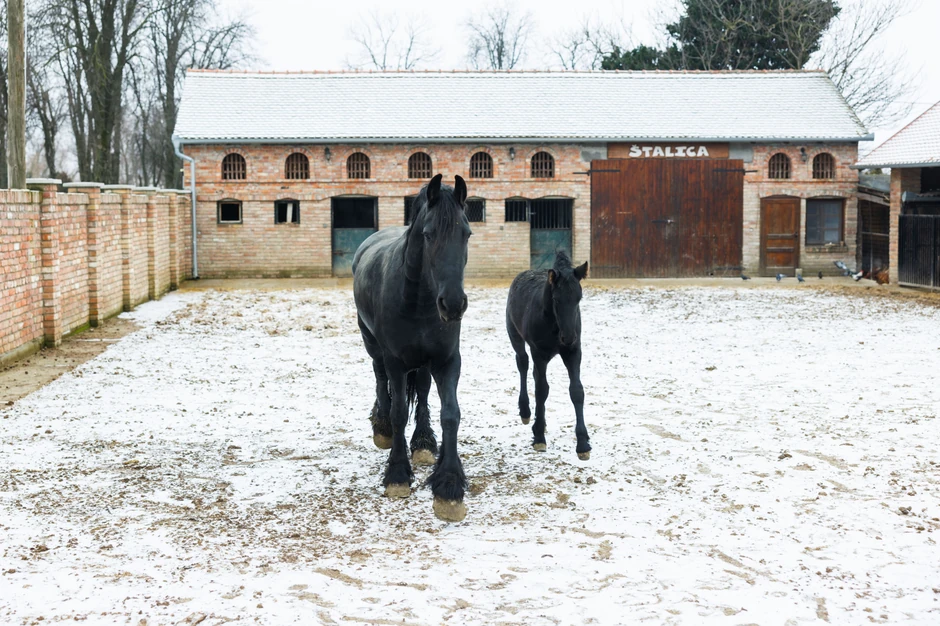 Na imanju Ivica i Marica imaju šest frizijskih konja, sedam pasa, koke i patke