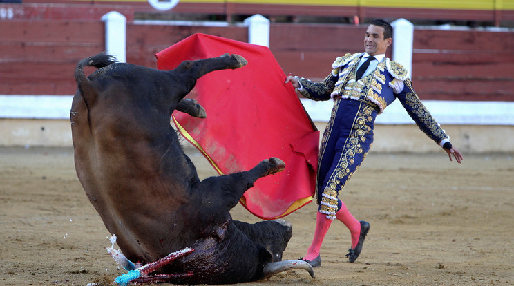 Spanyolországban a mai napig tartanak bikaviadalokat. Fotó: MTI/EPA-EFE/Jero Morales 