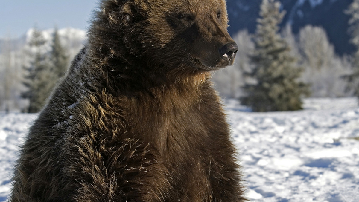 Wybuchy petard w noc sylwestrową w Dolomitach na północy Włoch obudziły ze snu zimowego niedźwiedzia, który całkowicie zdezorientowany błąkał się po stoku narciarskim. Nie było na nim jeszcze wtedy narciarzy.