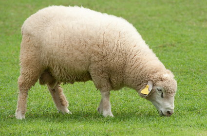 Owce zamiast kosiarek do trawy. Duże polskie miasto wprowadza zmiany