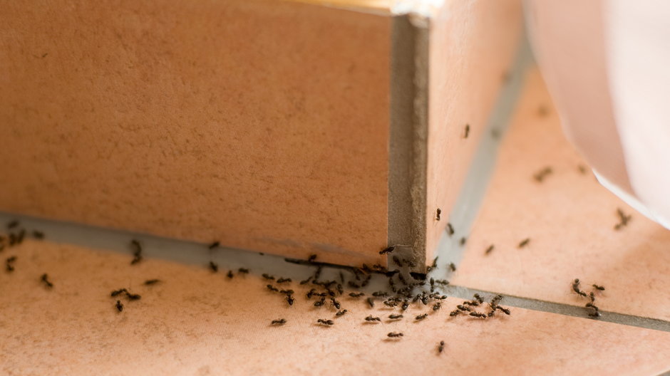 Pojawienie się mrówek w domu jest bardzo uciążliwe -  Shestakoff/stock.adobe.com