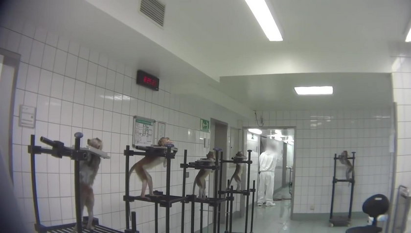 Piekło zwierząt w niemieckim laboratorium