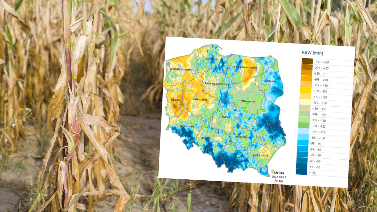 Susza w Polsce wcale nie zniknęła, a się przyczaiła. Zobacz najnowsze mapy