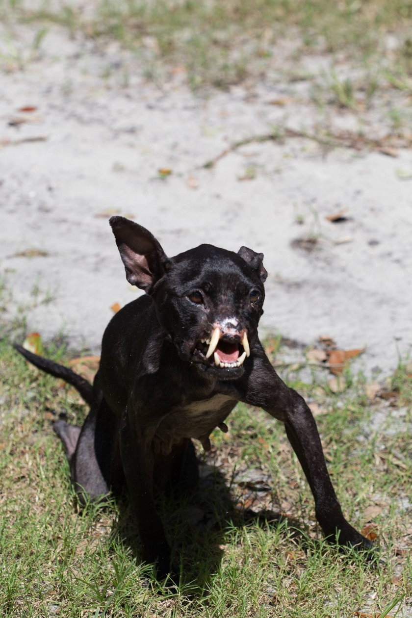 Pit bull z połową pyska szuka domu!