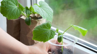 dodaj to do ziemi, w której wysiewasz ogórki. rozsada będzie mocna kiedy siać ogórki w domu kalendarz