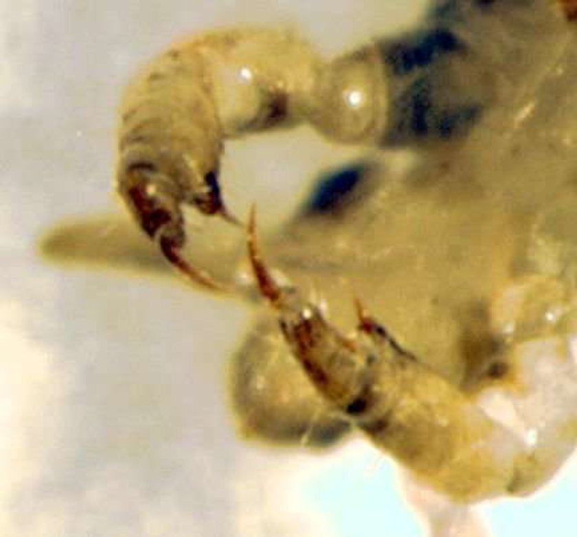 Pediculus humanus, wesz ludzka