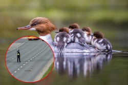 Dzielnie przemierzyły sześciopasmową trasę. Trzeba było wstrzymać ruch