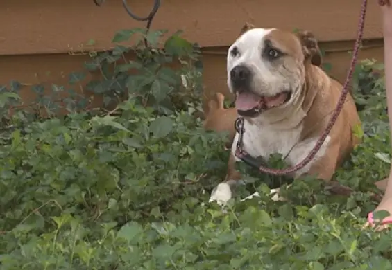 Kobieta uratowana przez bezdomnego pitbulla. Brawa dla bohaterskiego psa