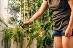 Jak sprawdzić pH gleby? Zobacz, jakie jest dobre dla popularnych roślin doniczkowych