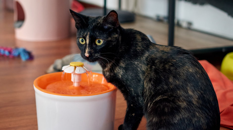 Dlaczego koty niechętnie piją wodę z miski?