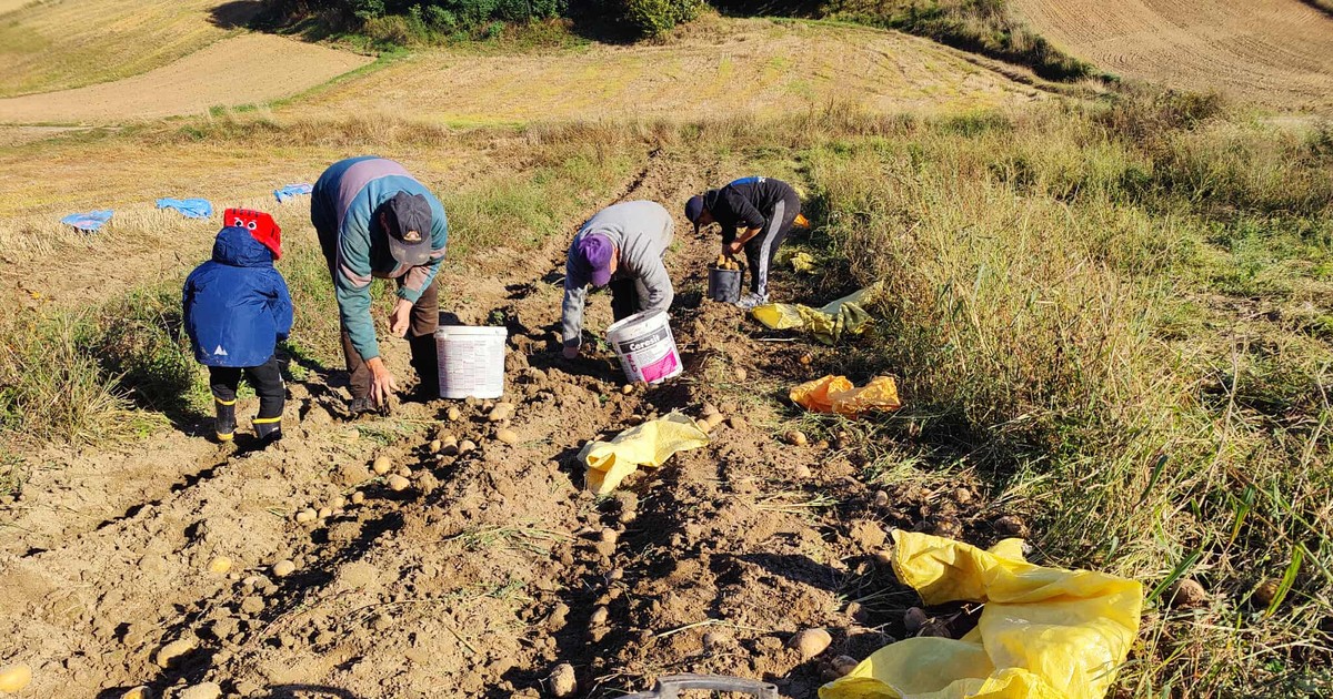 Polska "tonie" w zagranicznych ziemniakach. Rolnicy wściekli. Takie pieniądze zarobili Niemcy