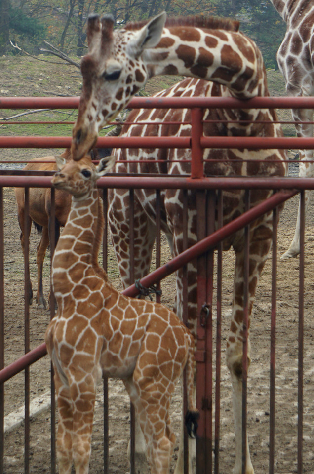 Żyrafa siatkowana Irma z matką Imarą