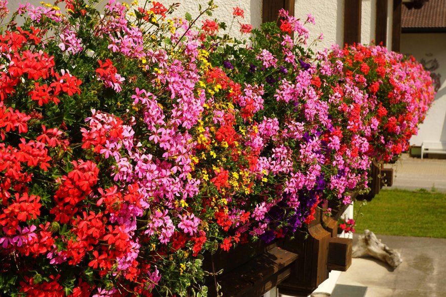 Pelargonie to jedne z roślin najczęściej wybieranych na balkon - Siegi/stock.adobe.com