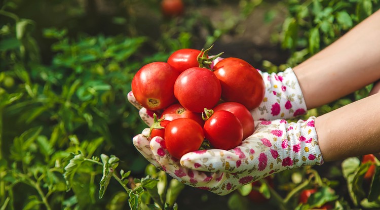 Ezt kell tenni a paradicsomok alá. Fotó: Shutterstock