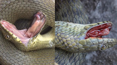 Te węże udają własną śmierć jak aktorzy z tanich horrorów