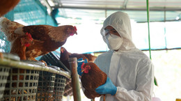 Ptasia grypa w mięsie drobiowym. Prof. Pyrć tłumaczy, jakie jest ryzyko zakażenia człowieka