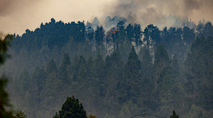 Az erdőtűz feltehetően mezőgazdasági égetésből keletkezhetett /illusztráció: Northfoto
