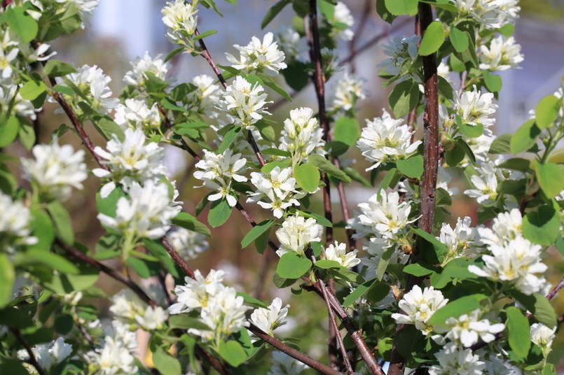 Świdośliwa pięknie kwitnie wiosną. Można ją sadzić na rabatach np. z forsycjami